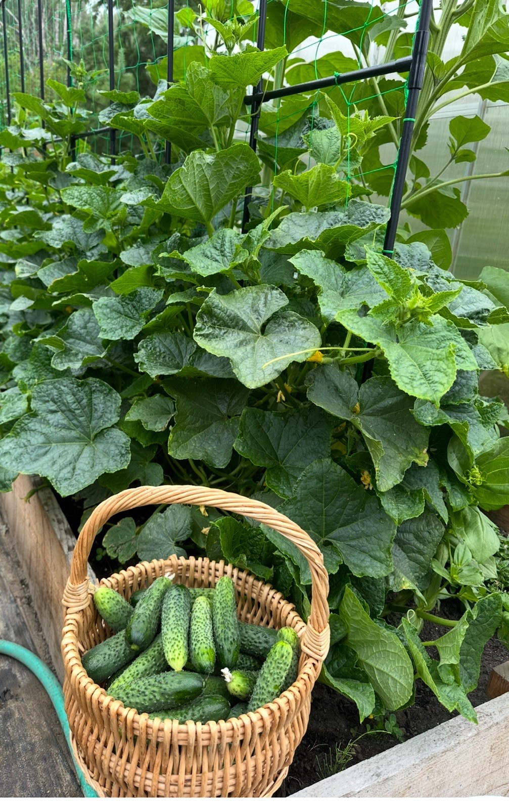 50 Seeds Cucumber Amour F1 ORIGINAL Bejo Zaden Netherlands семена огурец Amur