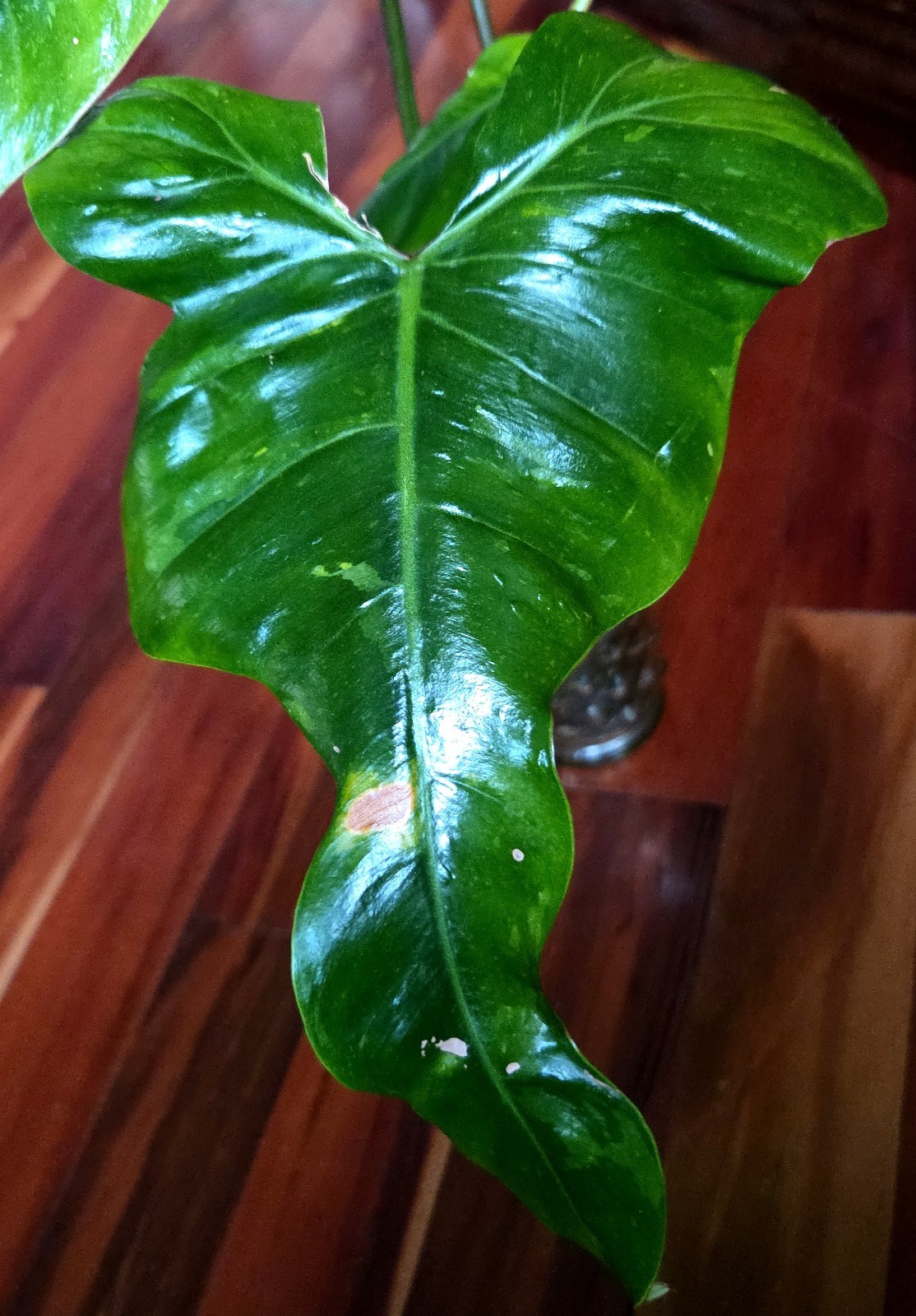 Rare Philodendron Minty GOG Florida Beauty X Radiatum 22″ Tall Not Monstera
