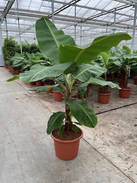 Musa ‘Dwarf Cavendish’ Banana | 8-12″ Dwarf Banana | Live Plant Seeds 10 pcs