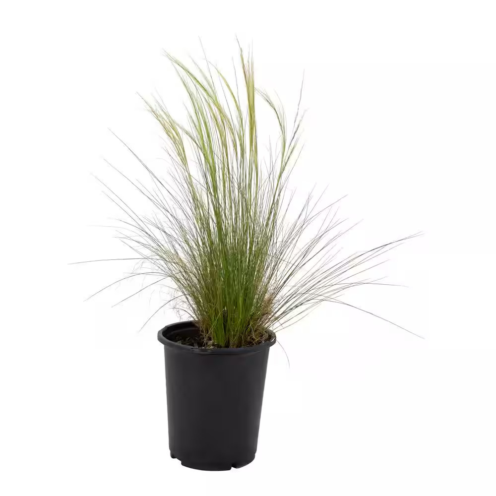 Mexican Feather Grass (Nassella) Ornamental Grass Shrub, 2 Qt. Grower Pot, Droug