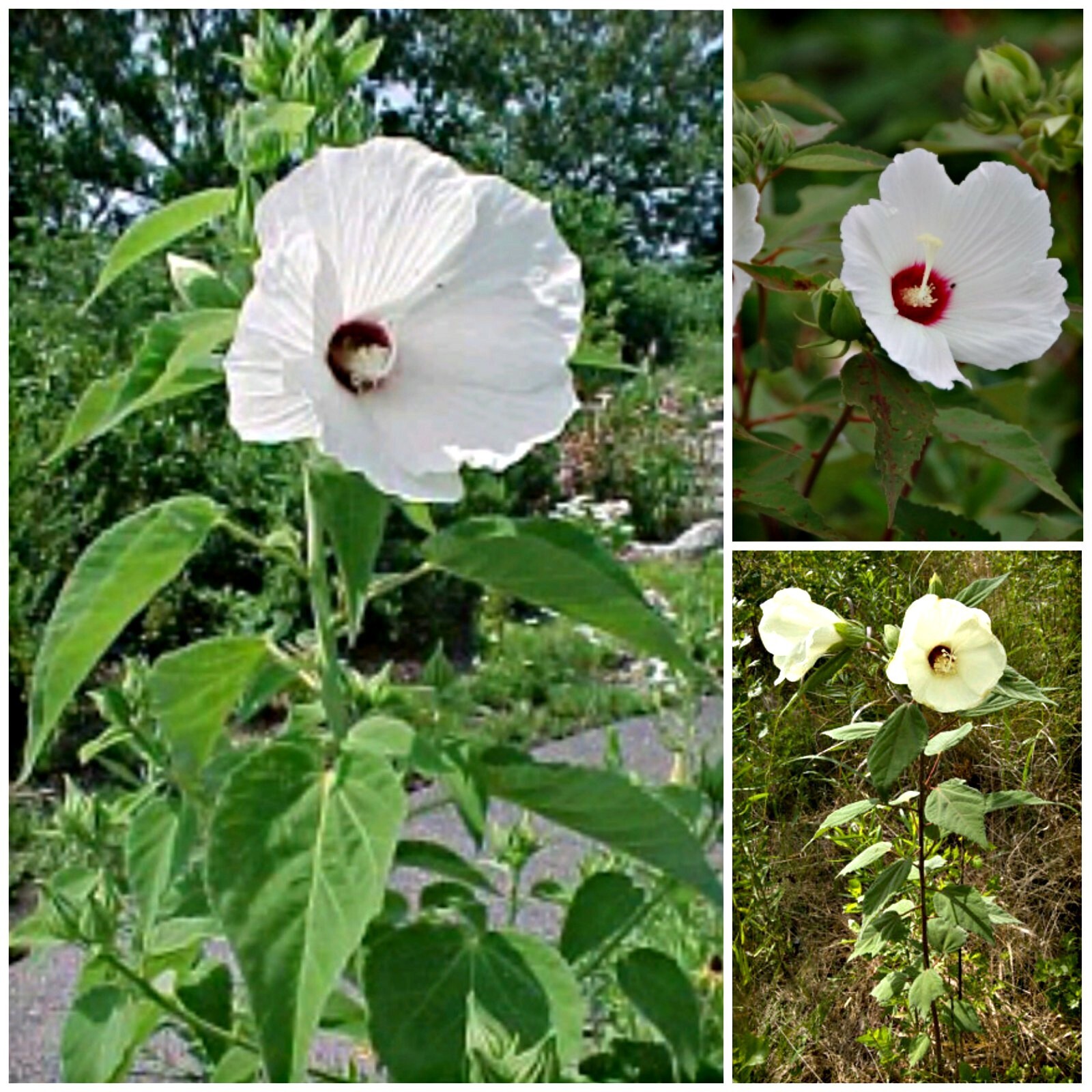 3 Varieties Of Hardy Perennial Hibiscus Seeds- 25 Seeds Each Pack