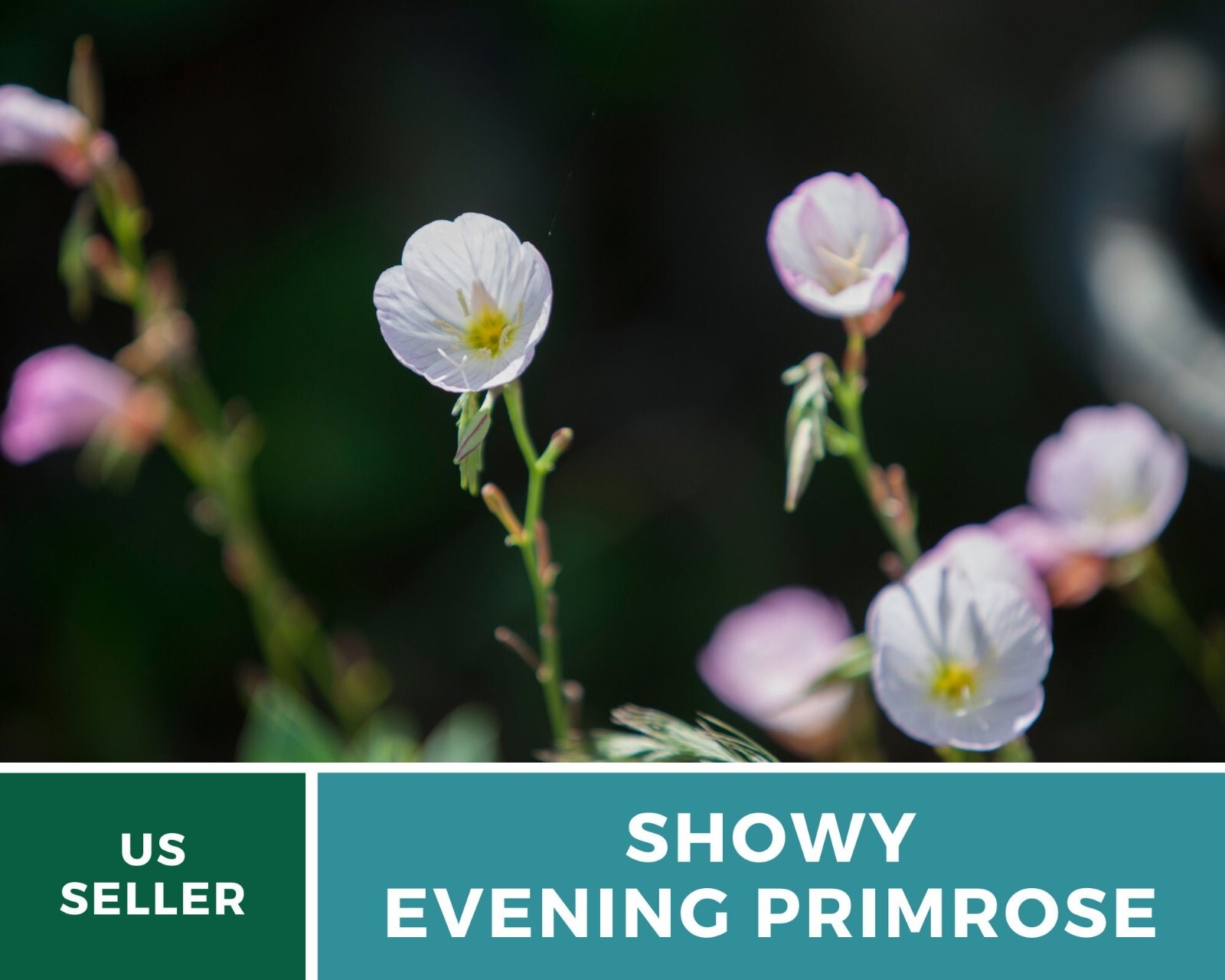 Evening Primrose, Showy (Pink Ladies) – Heirloom Seeds – Medicinal Flower – GMO