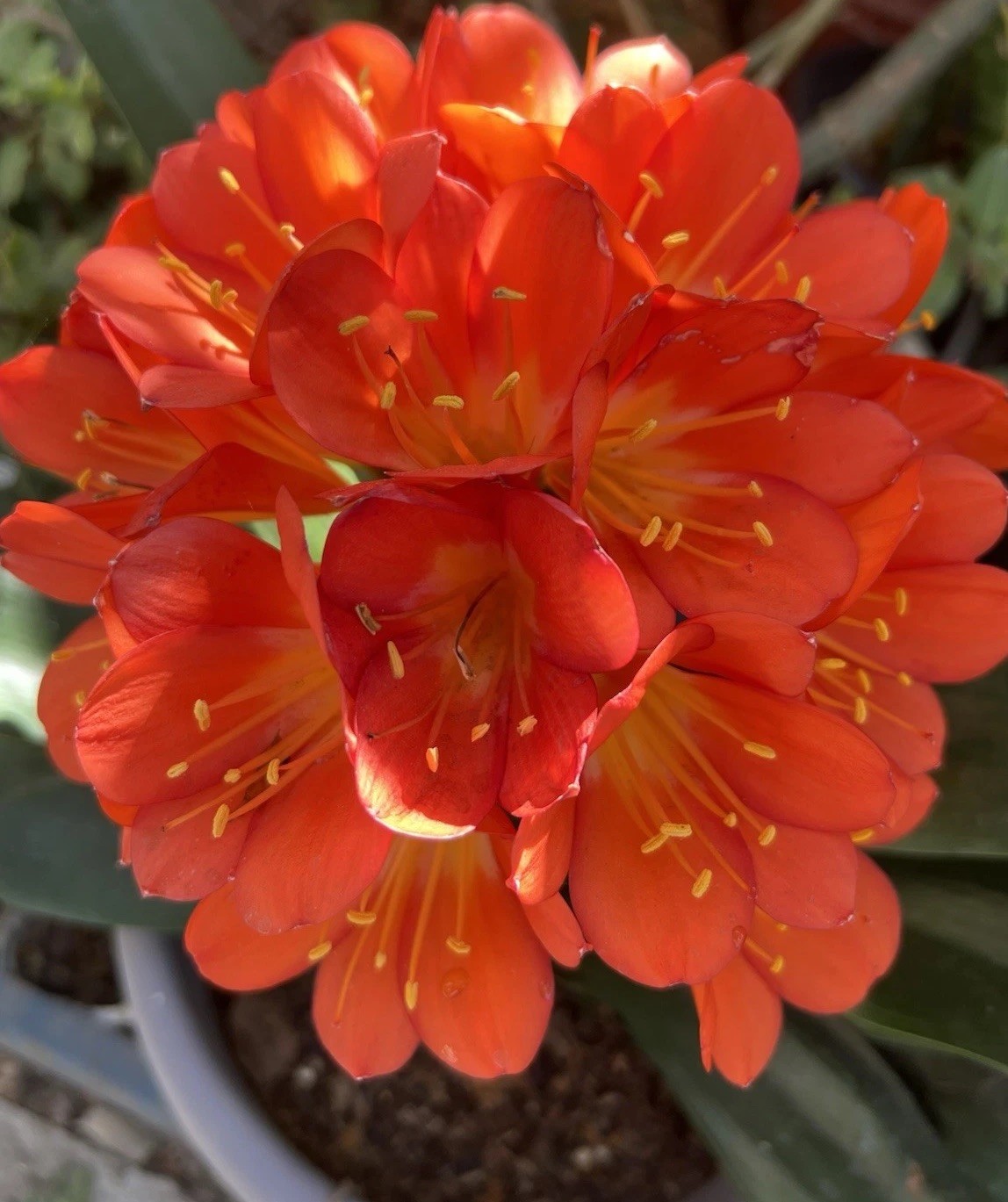 1 Clivia Miniata Bush Lily Old Plant Bare Root No Pot Orange Flower