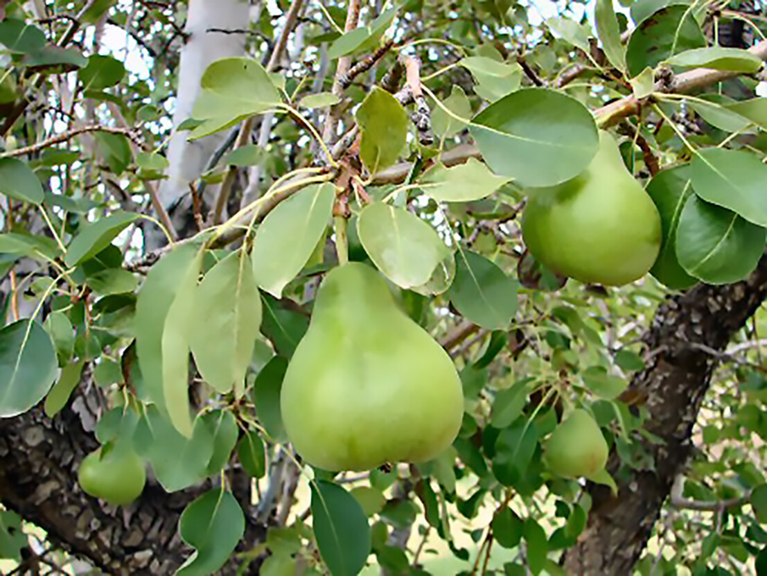 Bartlett Pear, Pyrus communis, ‘Bartlett’, Tree Seeds (Fast, Edible, Fall Color)