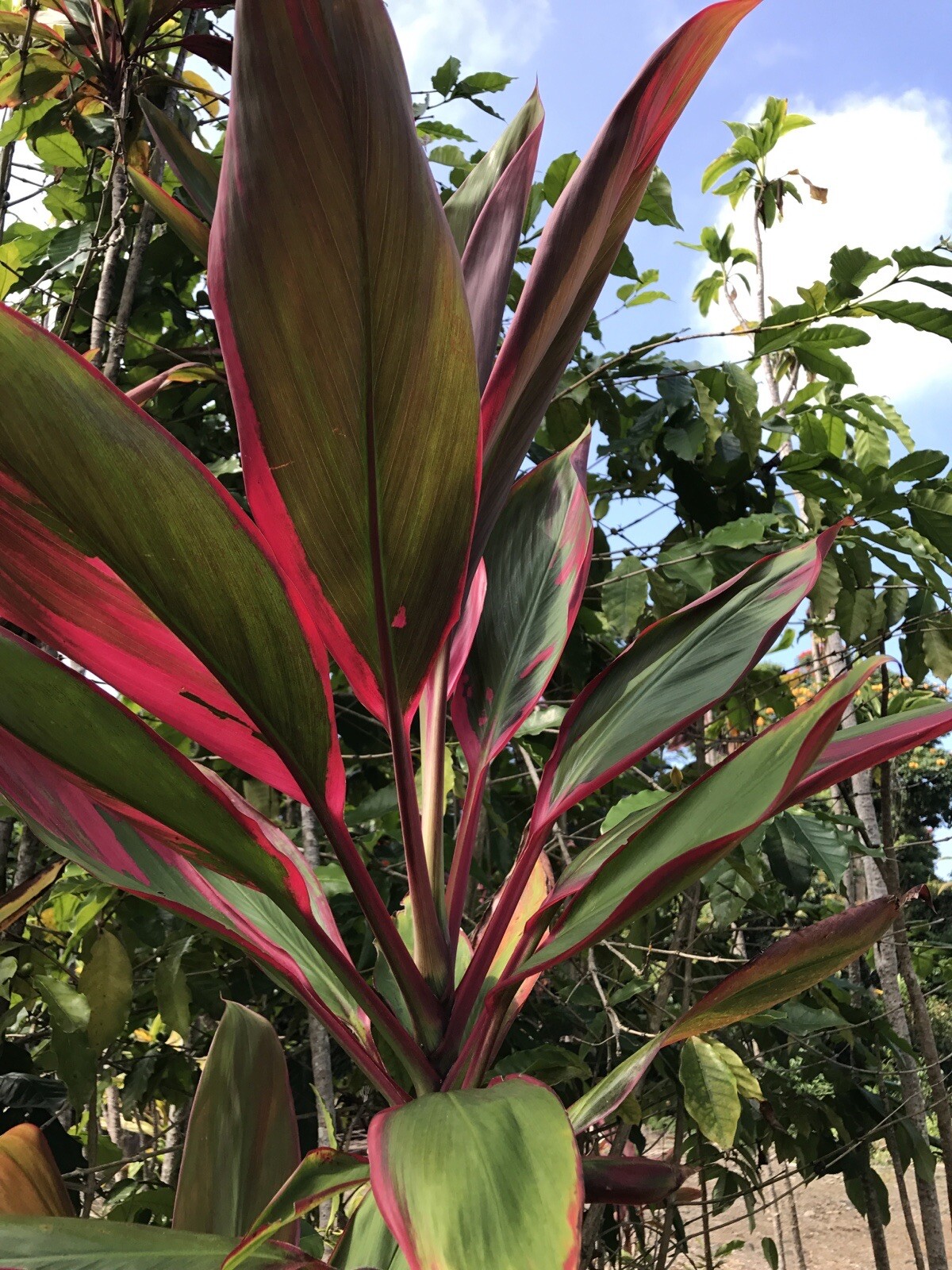 Hawaiian Green/Red Hybrid Ti Leaf Fresh Cut 6″ Starters 3 Logs