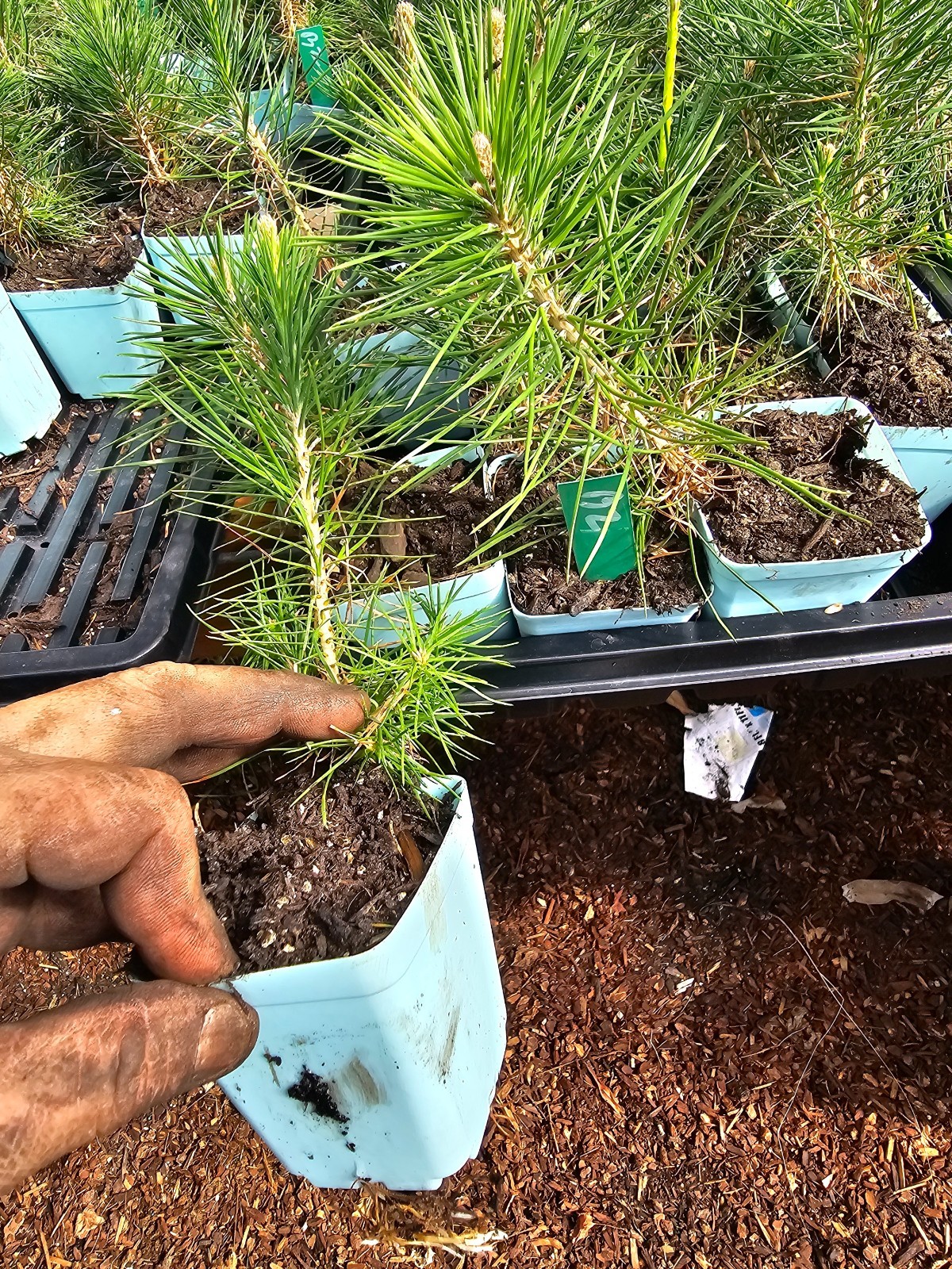 2-PACK small BLACK JAPANESE BONSAII pine TREE growing in 3″ pot