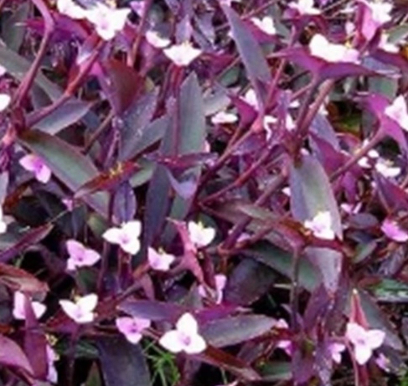 Tradescantia Purple Heart (Wandering Jew) – Rooted Starter Plant