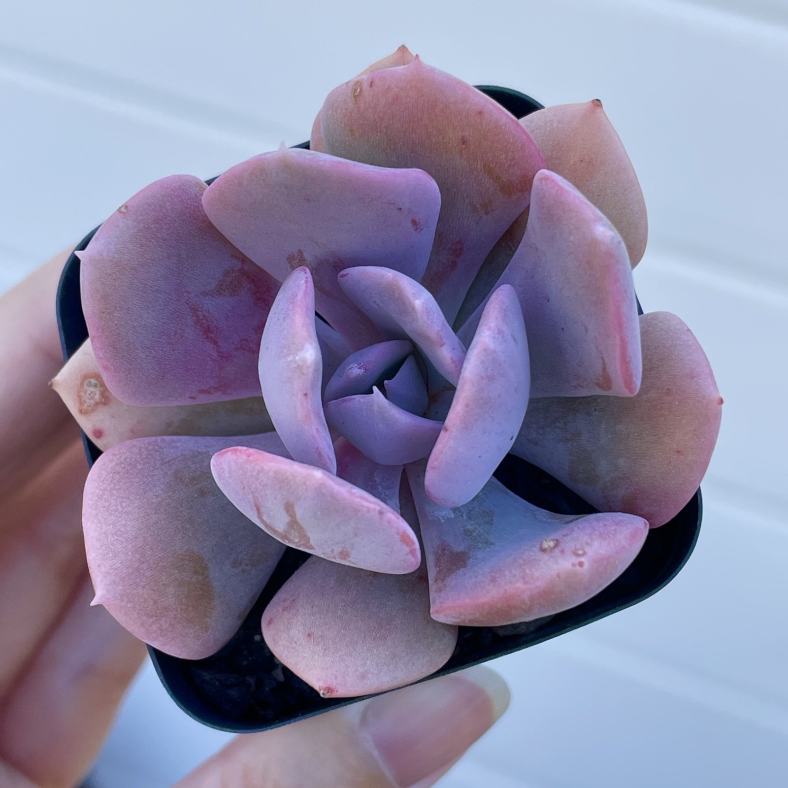 Rare Echeveria Succulent Misty Lilac Rooted Live Plant 1-2 Inch Baby Plant