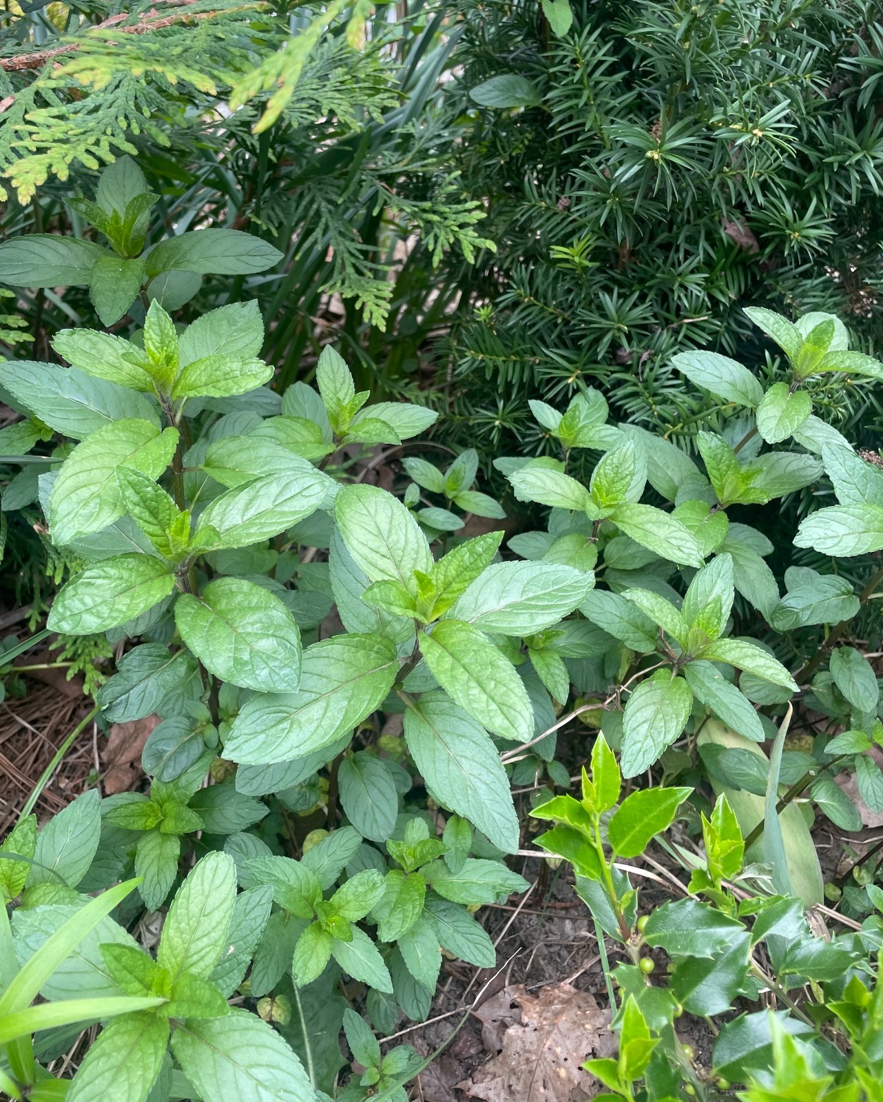 Chocolate Mint — Mentha × piperita ‘Chocolate’ – 7 Bare-root Plants