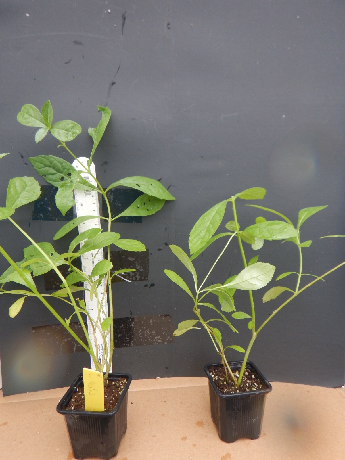 BLUE BUTTERFLY BUSH AKA BLUE WINGS Rooted Starter Plant Clerodendrum Ugandense