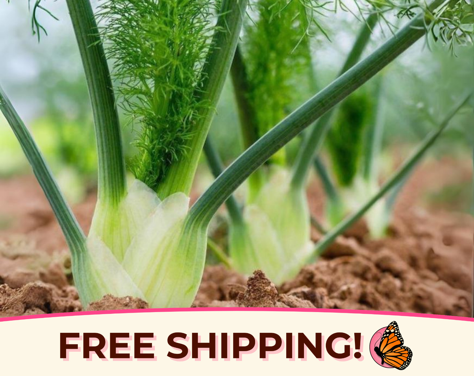 950+ Fennel Seeds ‘Florence’ | Heirloom, Non-GMO, Vegetable Gardening Seed, USA