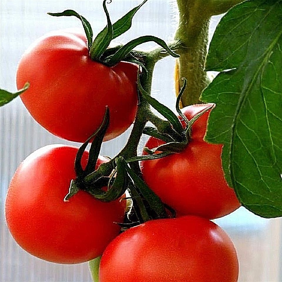 ACE 55 tomato heirloom non-gmo LOW ACID GREAT CANNER! DISEASE RESISTANT! O.P.