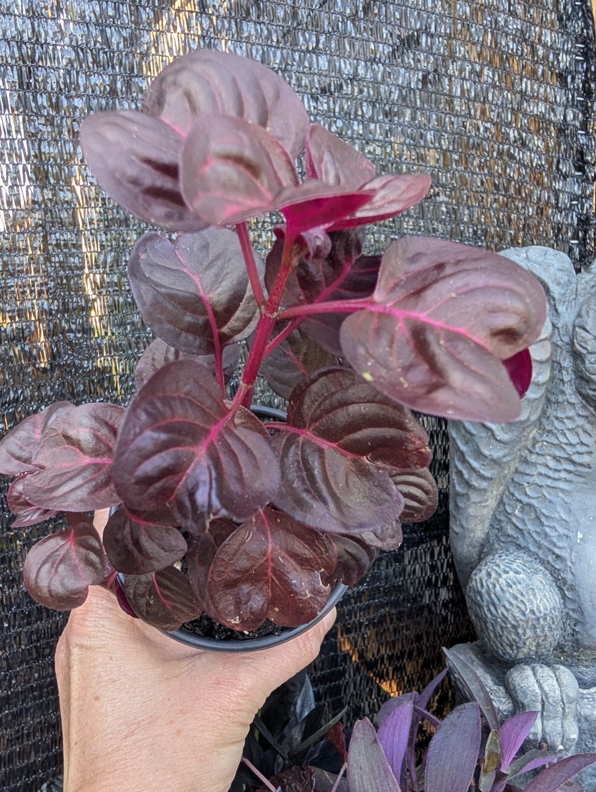 Goth Live Plant Bundle Dark Foliage Houseplants Black Purple Red Witchy Decor