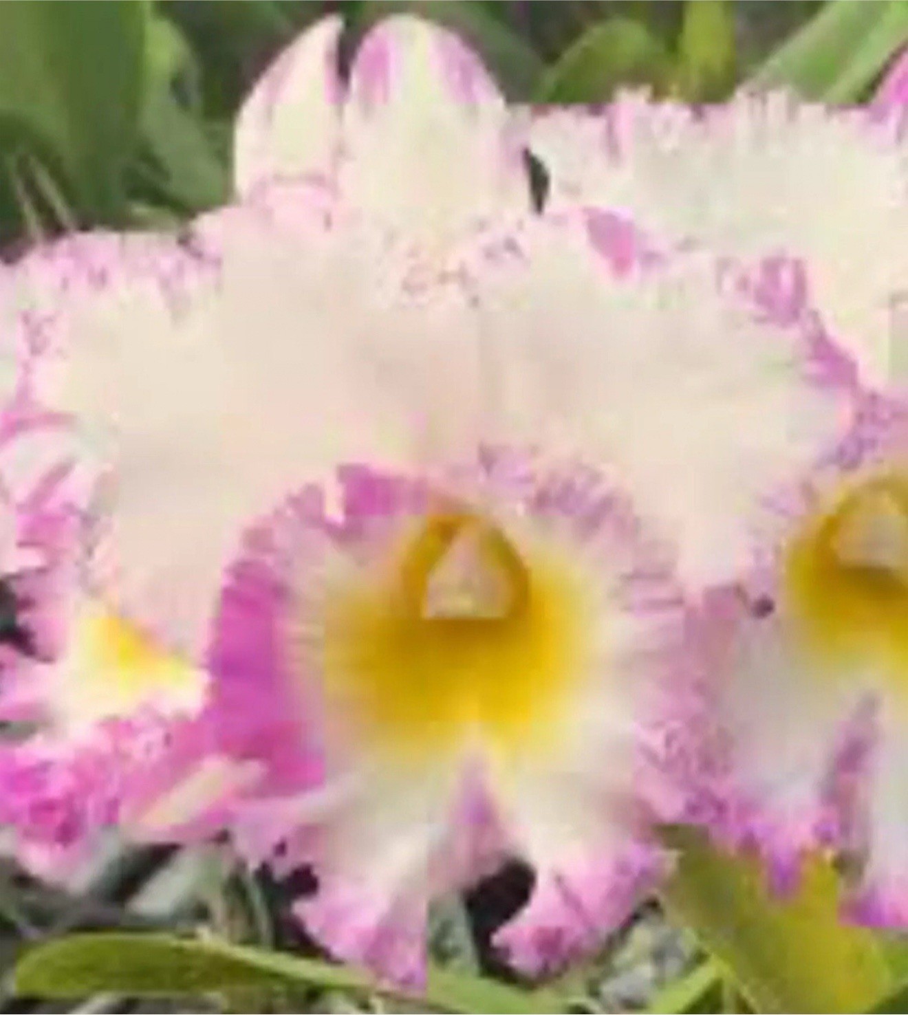Blc Mahina Yahiro Julie Splash Cattleya Orchid plant BS 0423