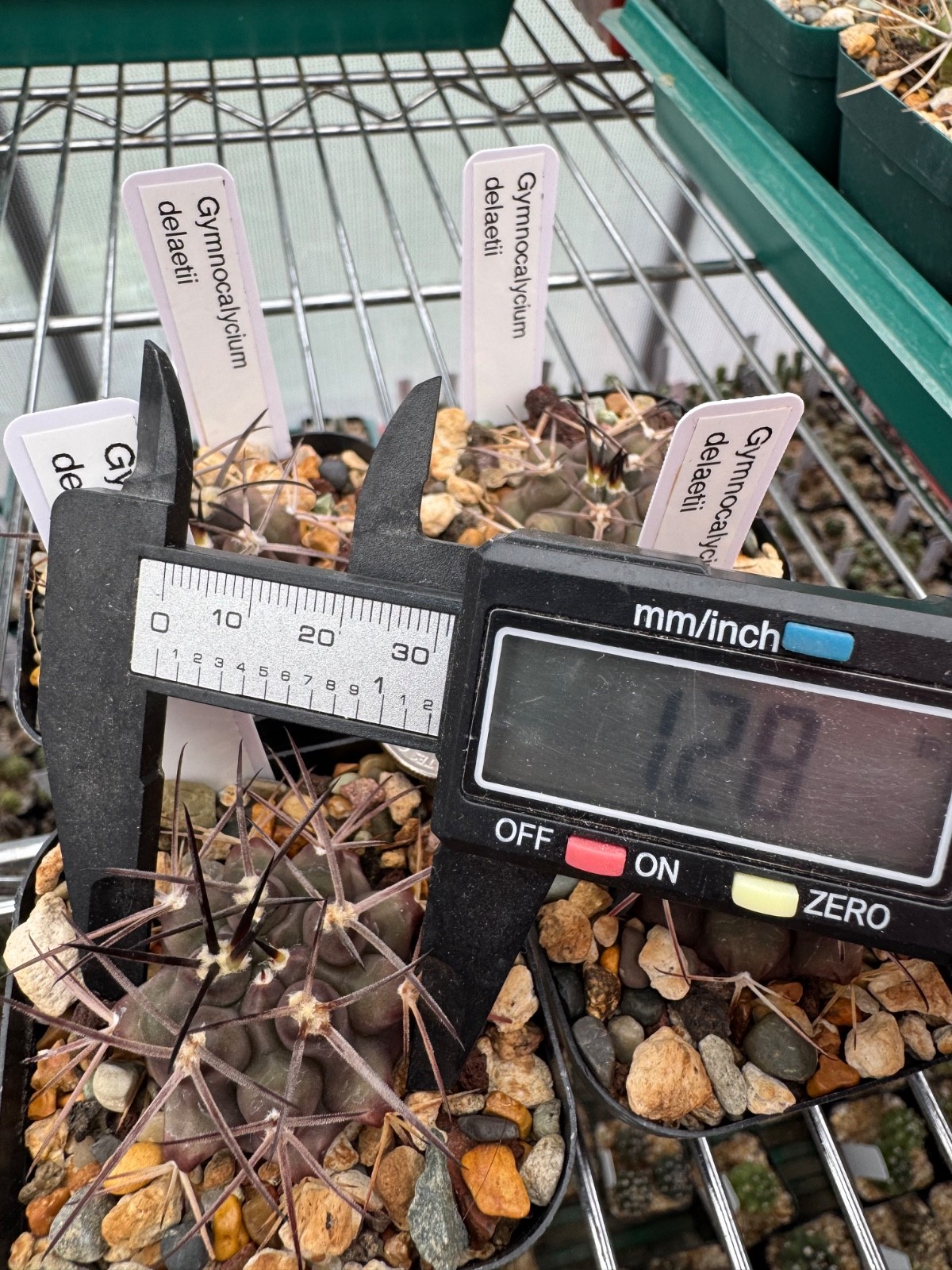 Gymnocalycium delaetii Dark Form Rare Cactus Plant