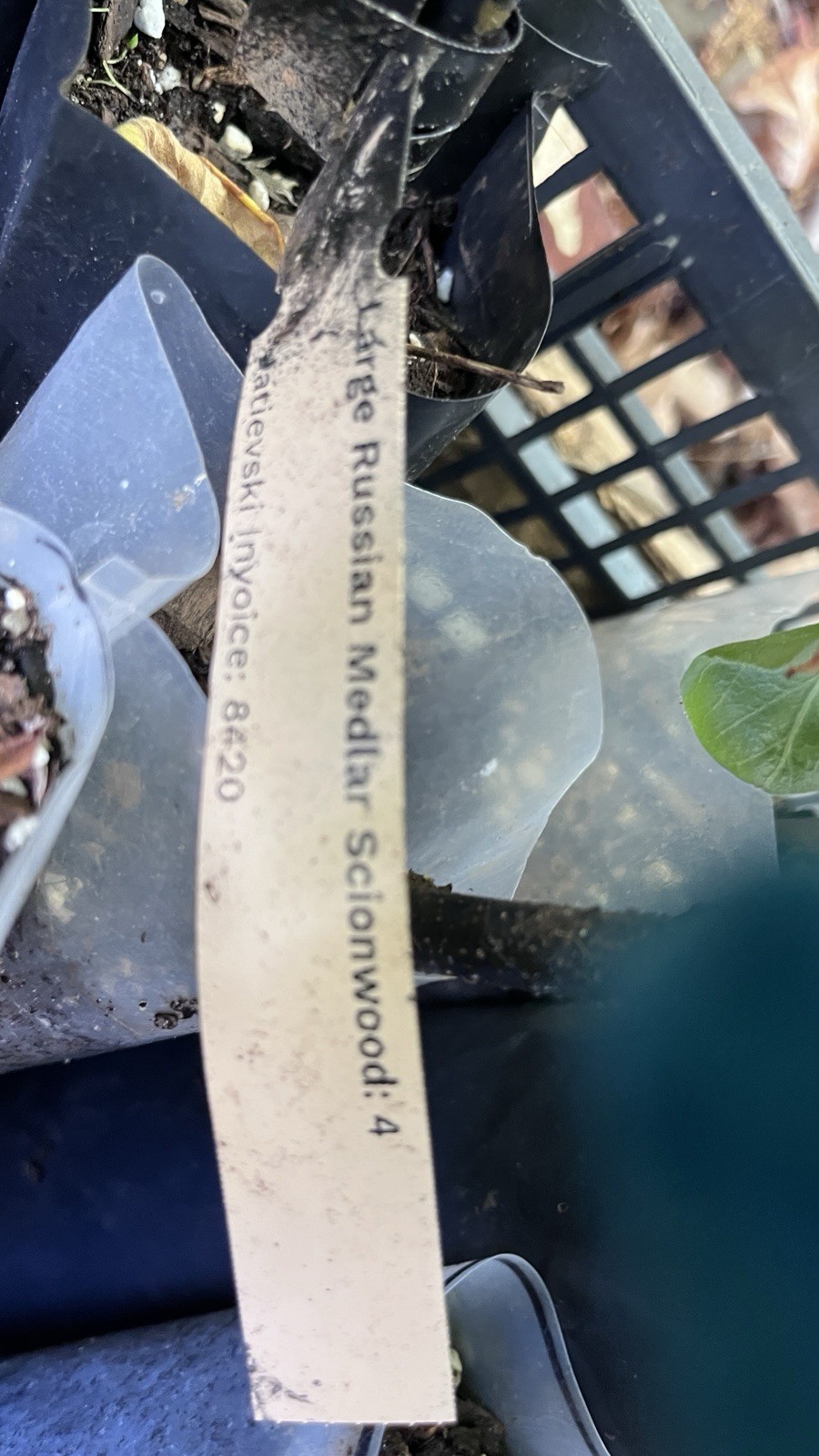 8-12” tall Large Russian Medlar tree, Mespilus germanica, grafted