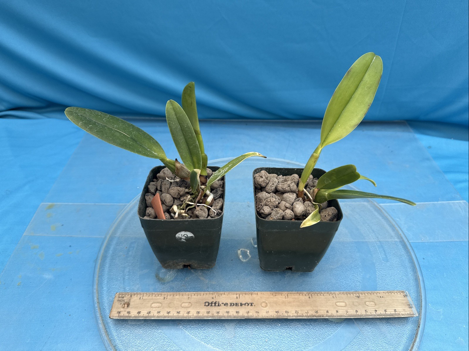 Rlc Dick Smith ‘Paradise’ Colorful Pink Yellow Fragrant Orchid Hybrid 4” RePot