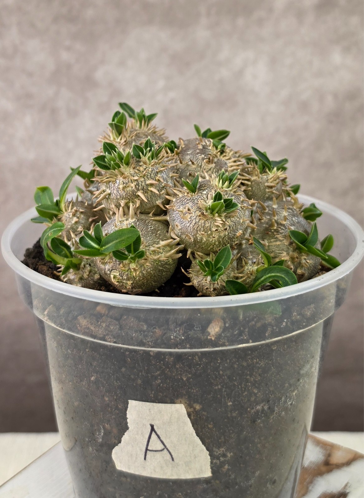 HUGE and RARE! Pachypodium Brevicaule Succulent not Ambongense Windsorii Cactus