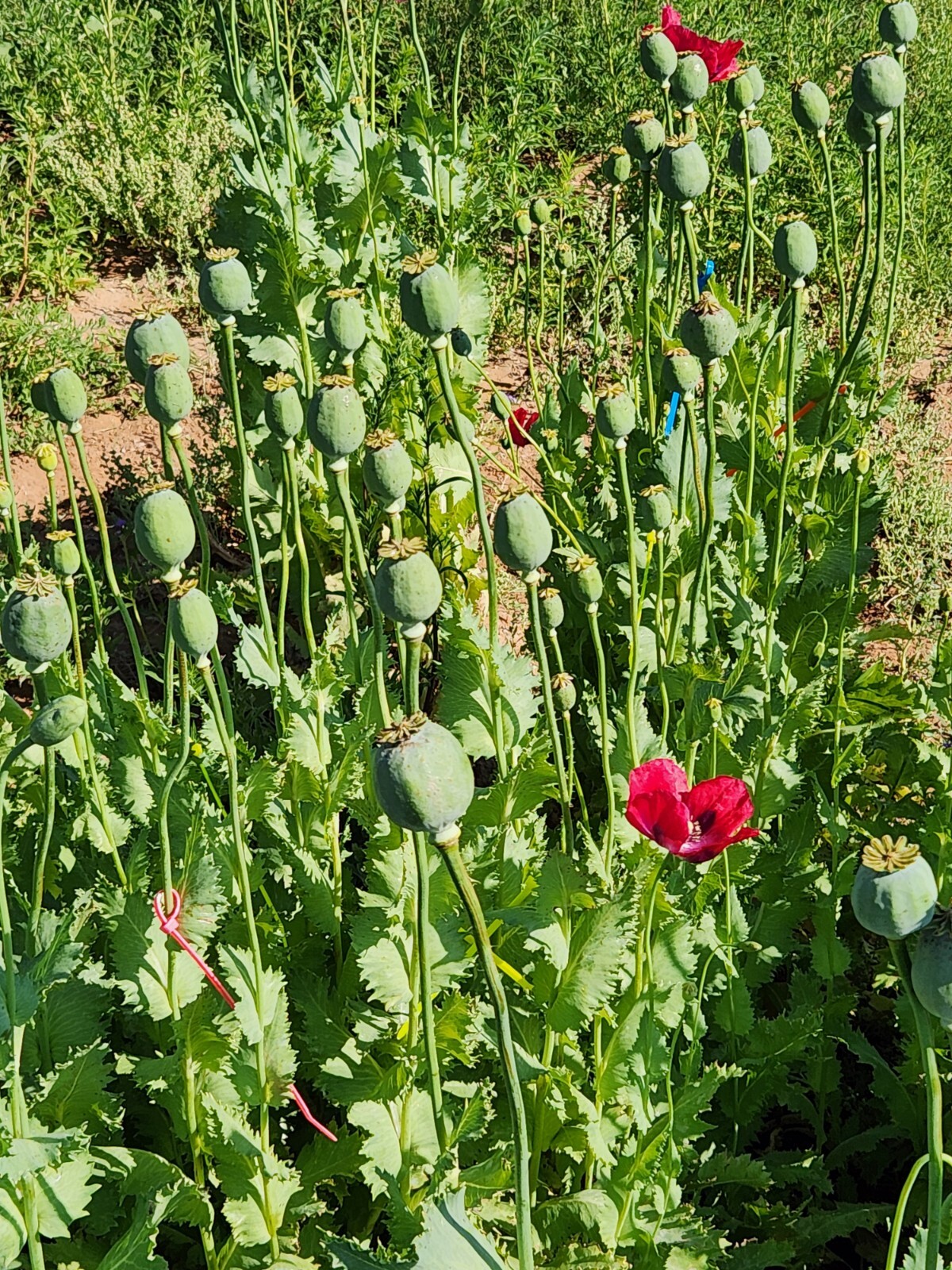 Izmir Poppy Mystery Mix Papaver Somniferum