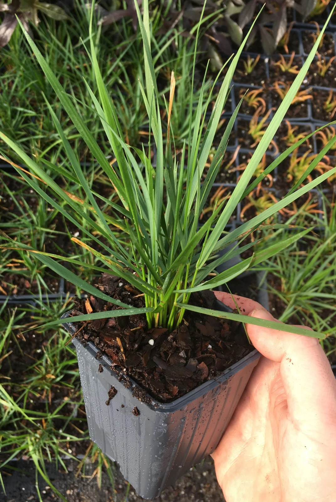 2 Karl Foerster Feather Grass in 3.5 Inch Containers (2 Pots of Plants)