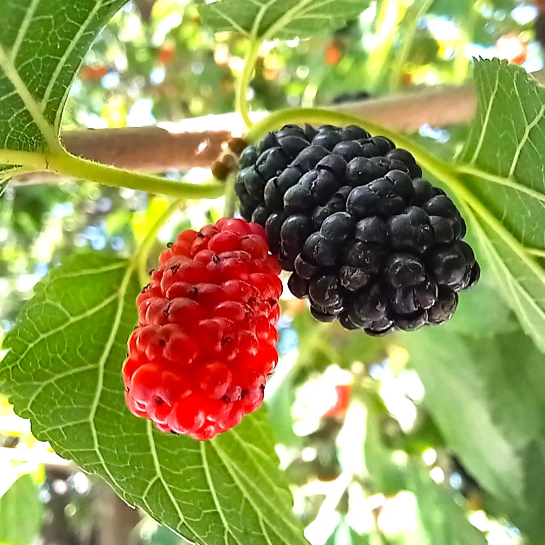 Black Mulberry Tree Seeds – For 2026 Planting Morus Nigra Huge Sweet Edible