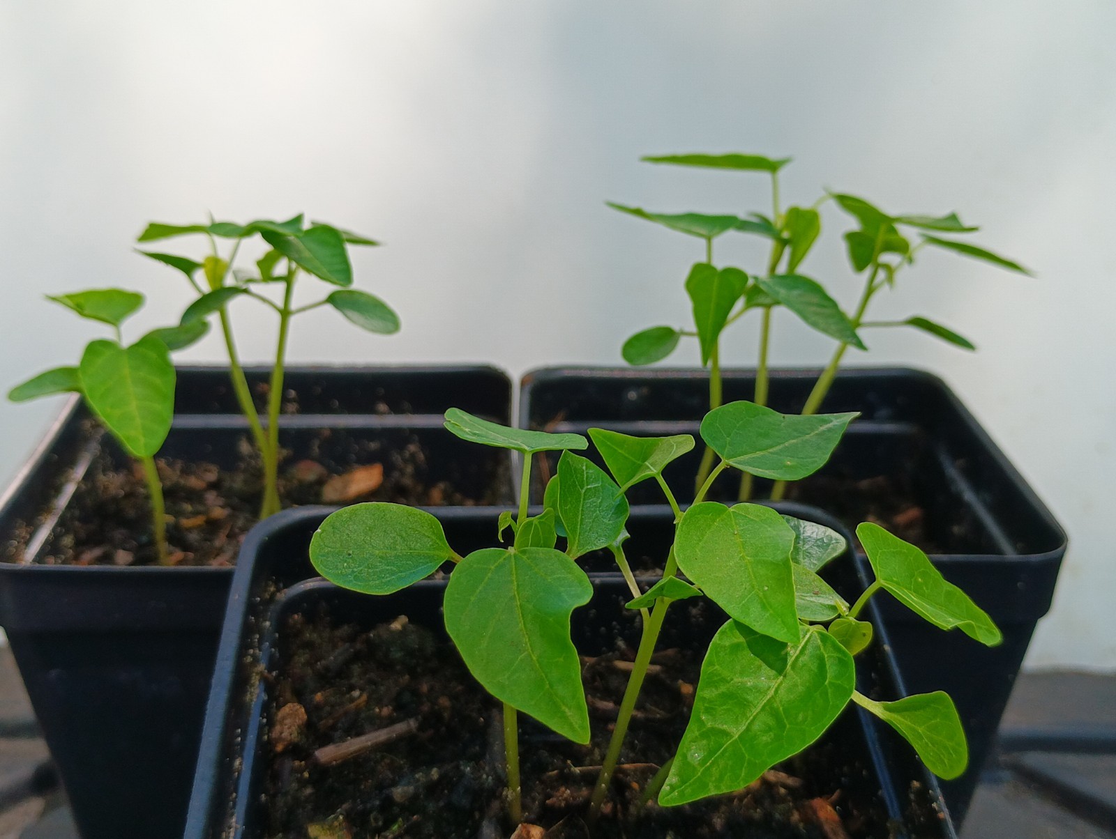 Red Lady Dwarf Papaya Starts BUY4 GET2 FREE 6″+ Organically Grown From Florida