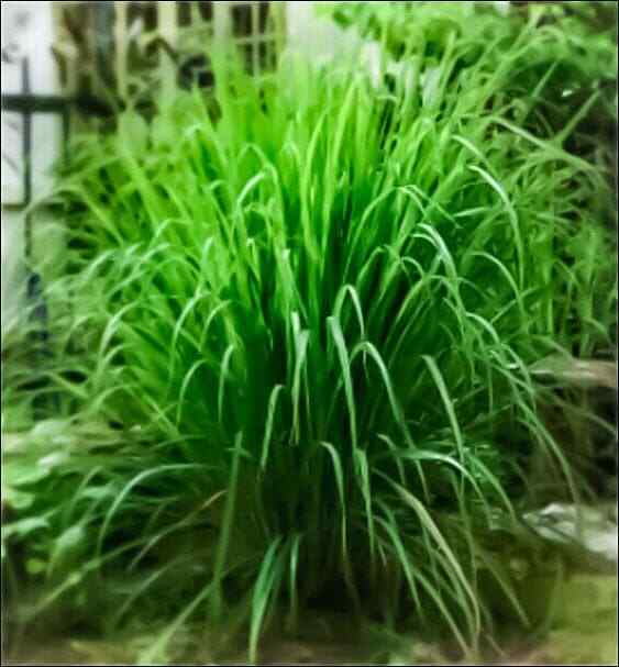 Lemongrass Seeds – Non Gmo – Heirloom Seeds – Herb Seeds