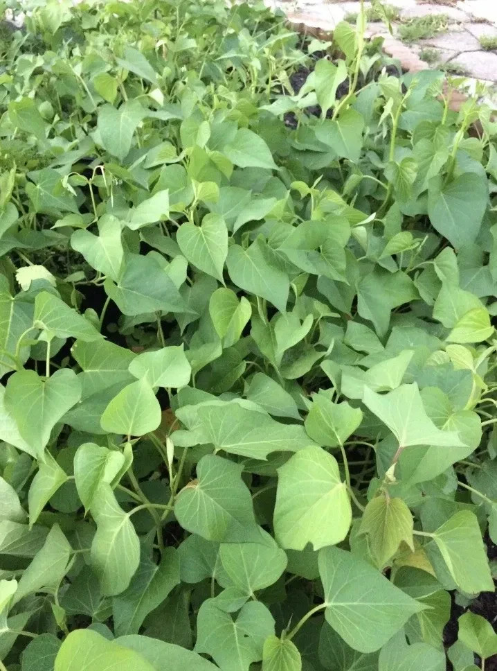 10 White Sweet potato Slips / Cuttings / Asian White Sweet Potato Plants / Khoai