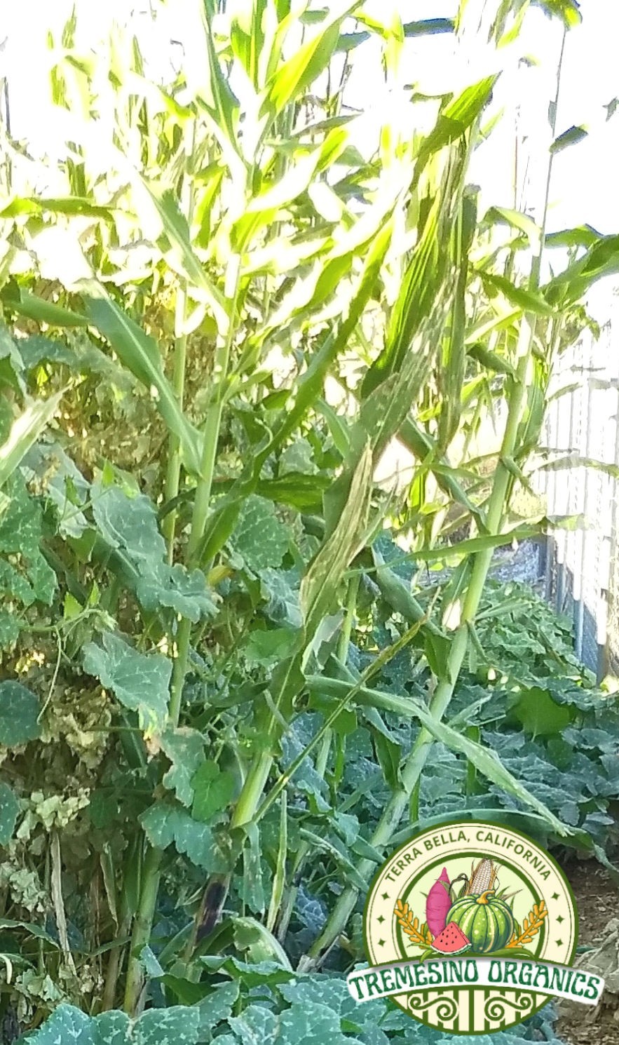 Mexican Native Wild Sugarcane, 50 Seeds- Caña Milpera Mexicana, 50 Semillas.
