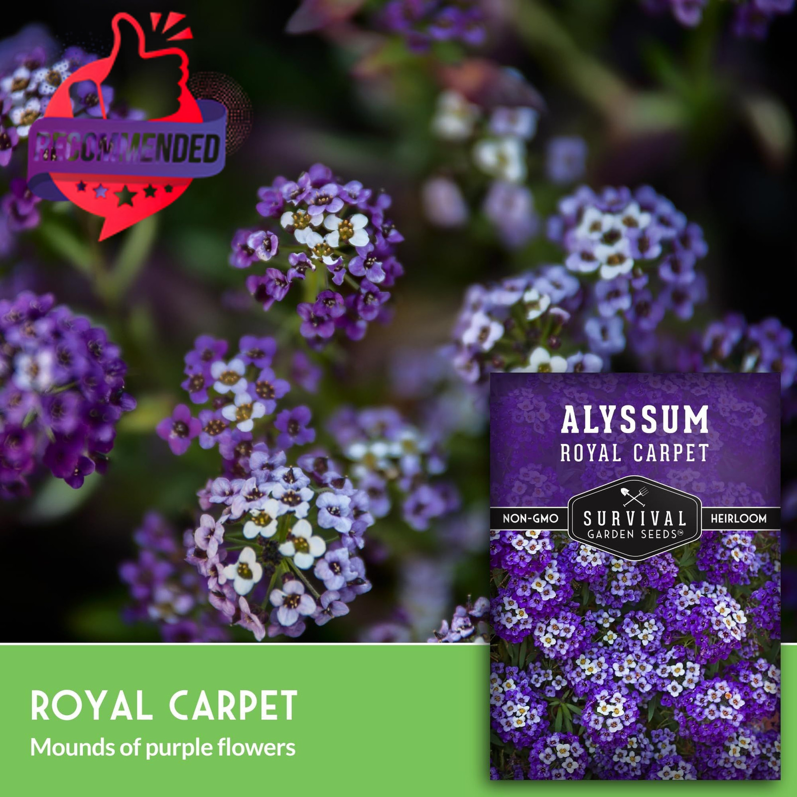 Alyssum Seeds for Planting – Sweet Royal Carpet Purple Variety – purple