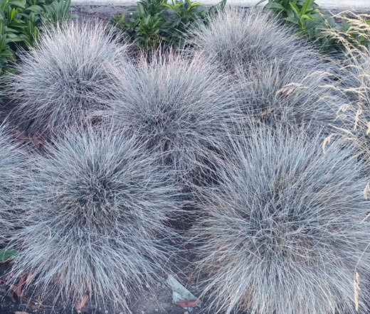 BLUE FESCUE Festuca Glauca Ornamental – 1,000 Bulk Seeds