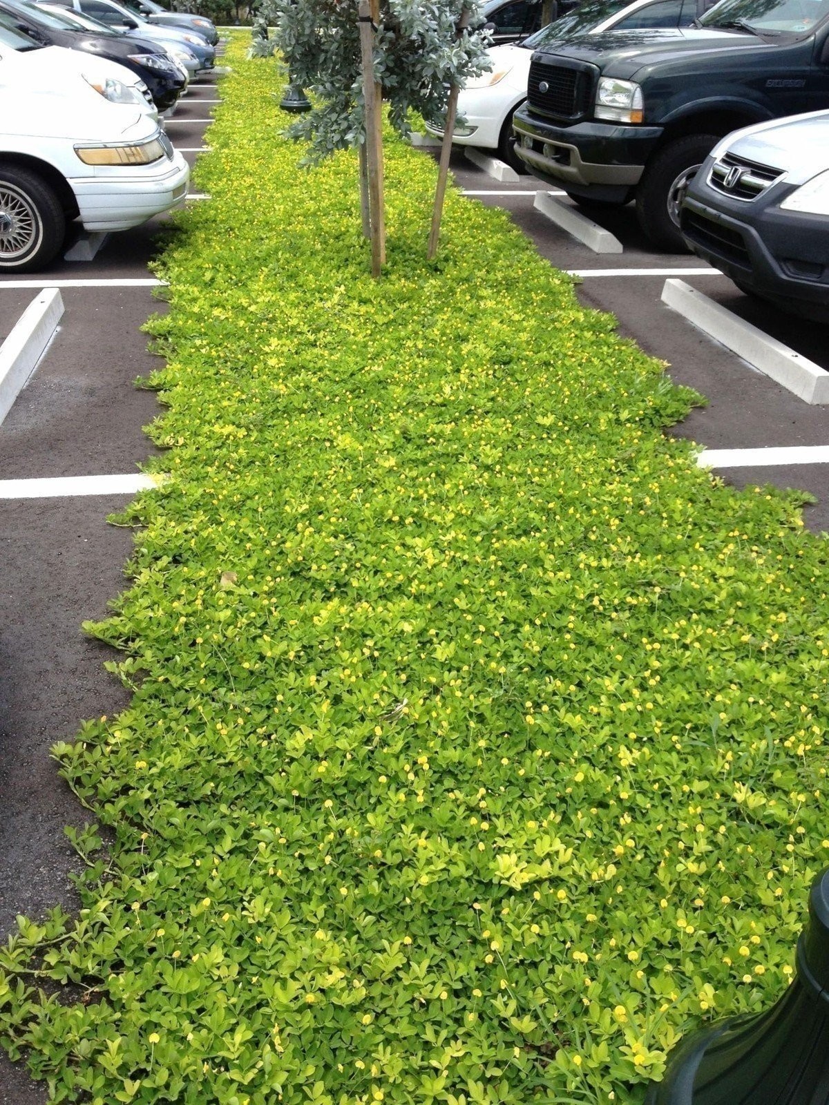 Peanut Ornamental | 2 Inch