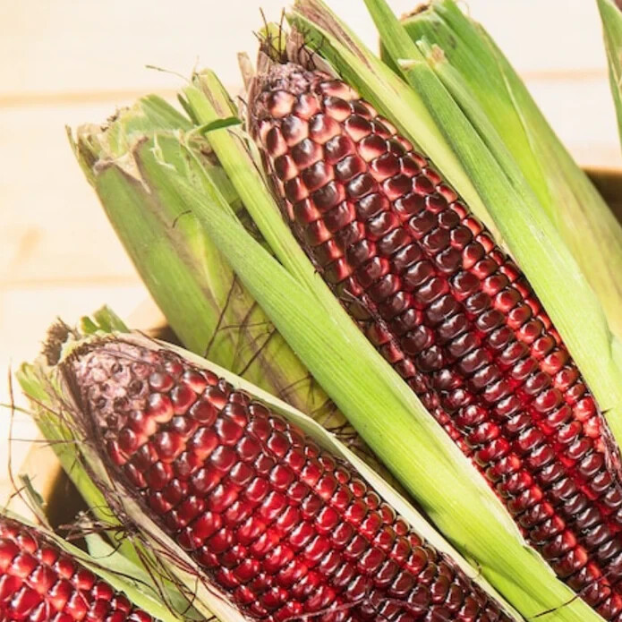 50pcs Bloody Butcher Corn Heirloom Seeds – Non-GMO, Open-Pollinated