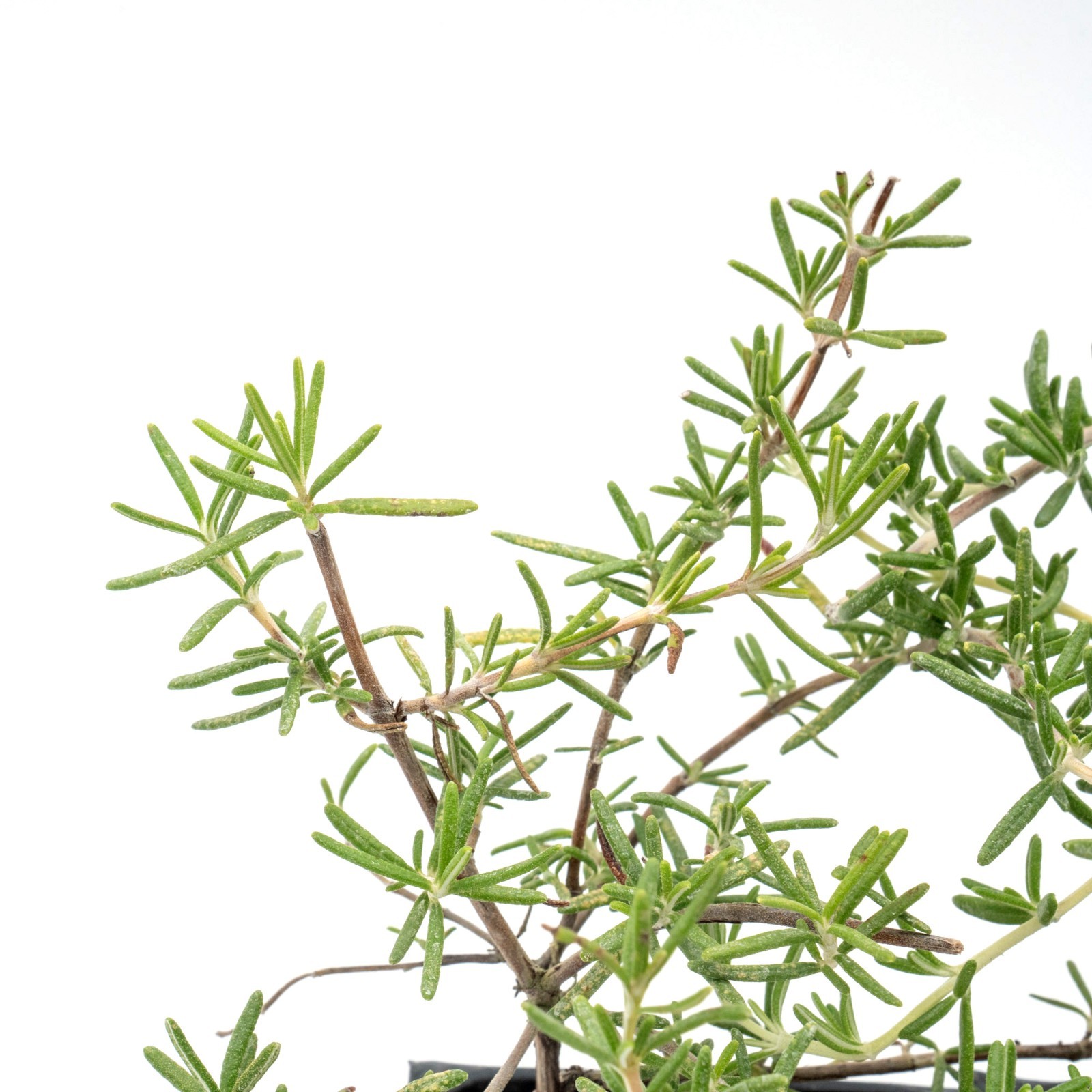 Huntington Carpet Rosemary in 3.5″ Nursery Cubes, Rosmarinus officinalis Plant