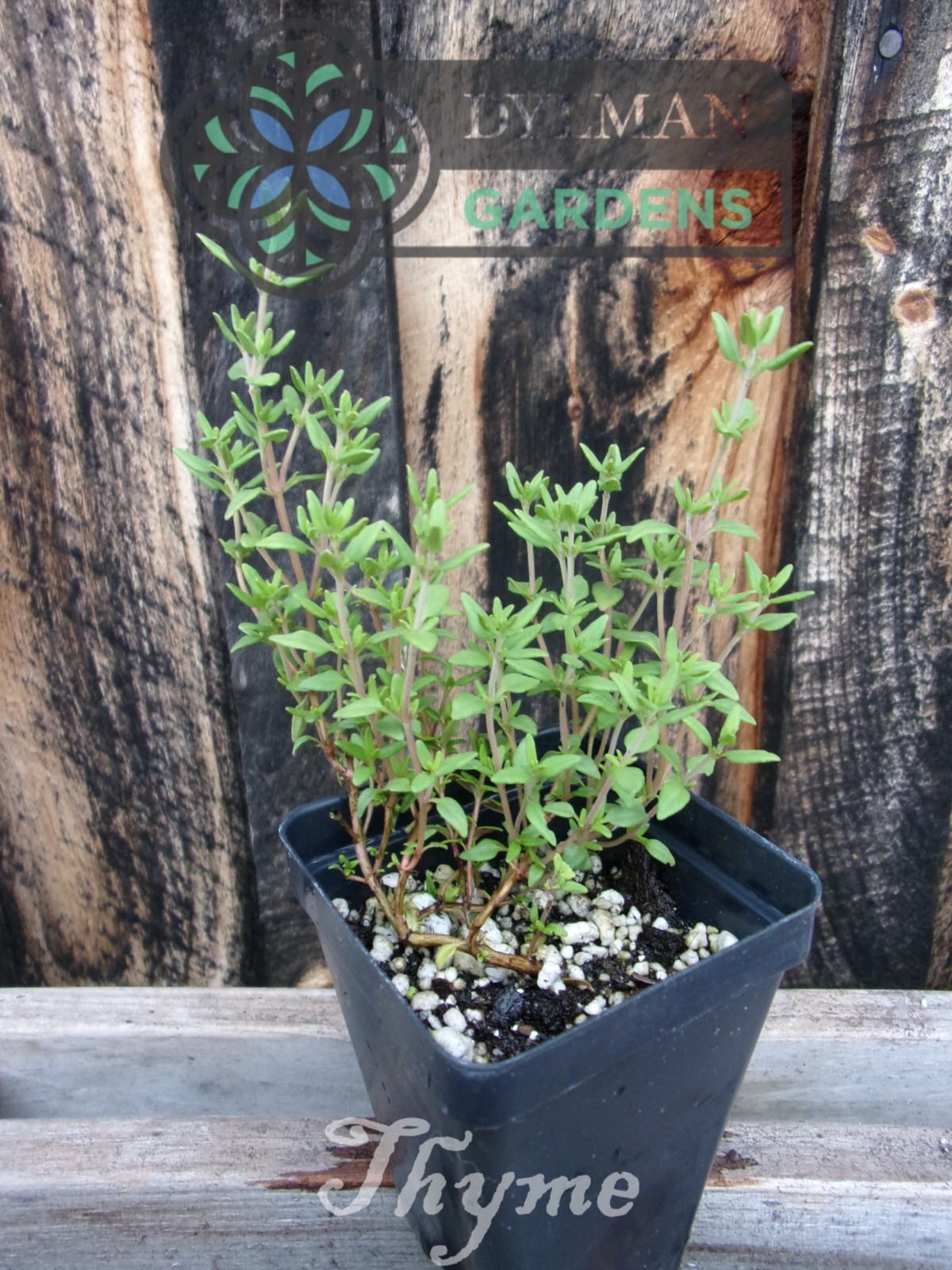 Common Garden Thyme Plant (Thymus vulgaris) Culinary Herb – Multiple Sizes