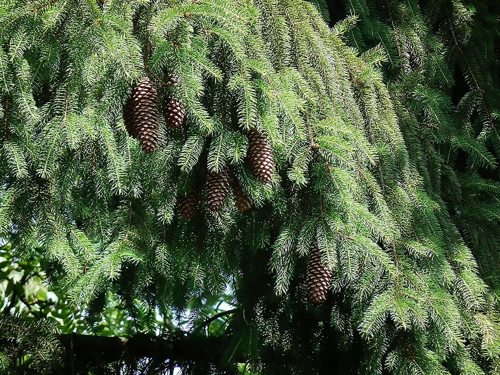 Norway Spruce, Picea abies, Tree Seeds (Evergreen, Fast)