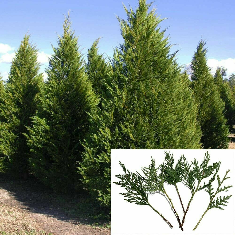 15 Leyland Cypress 6-7″ Tree Cuttings Privacy Screen 3-5 FT/year Fast Growing
