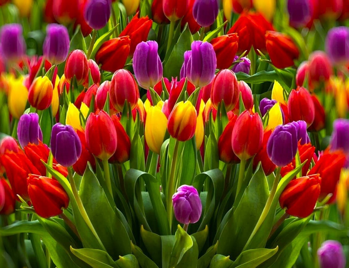 40 Tulip Seeds Mixed Colors Fragrant Flower Plant (much less money than bulbs)