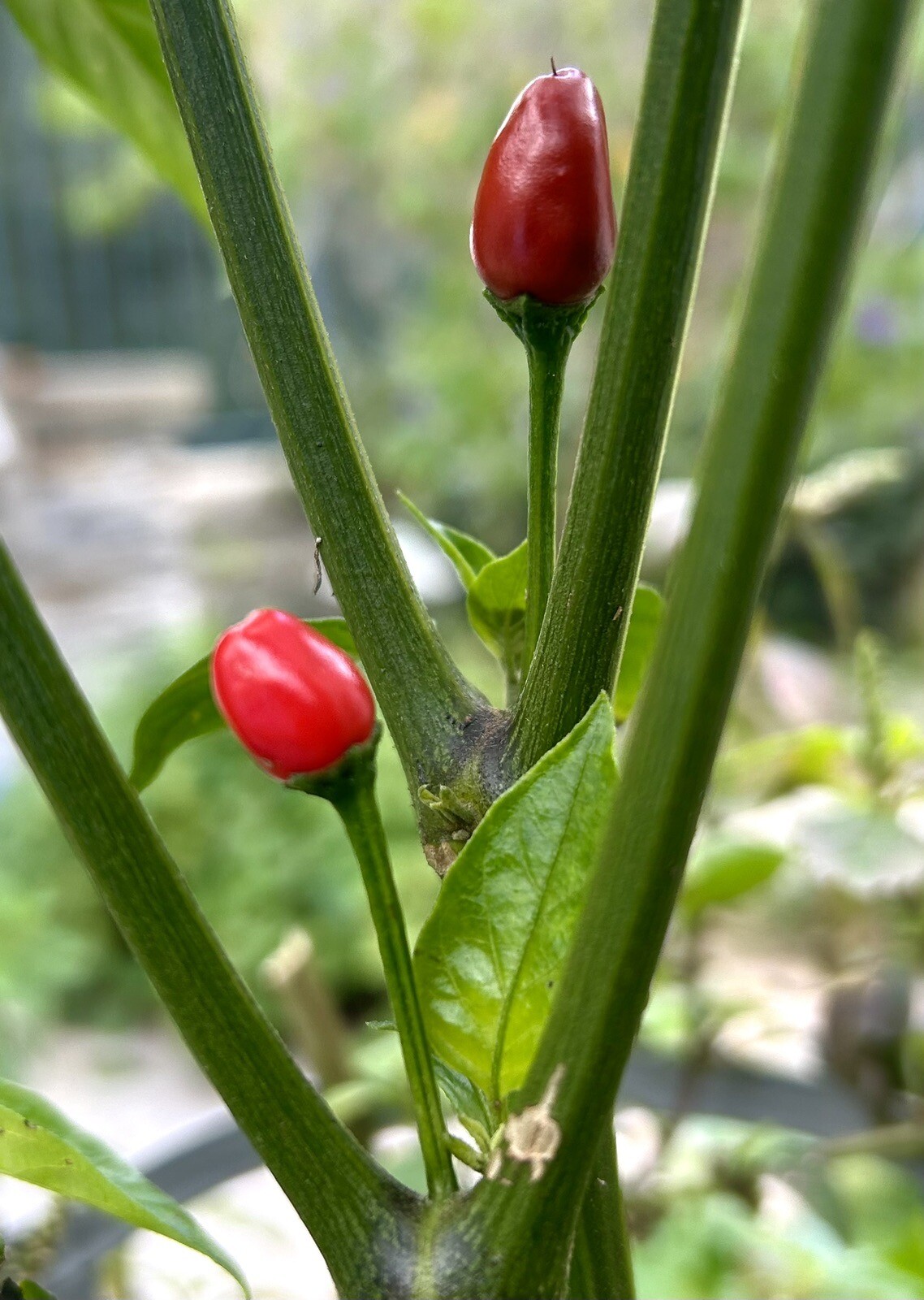 Hot Chile Pequin Chili Pepper – 25 Seeds 2024 – USA