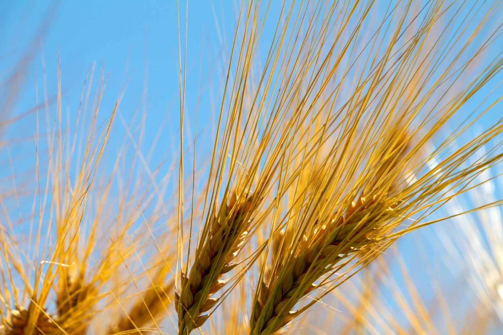 100 Grain Seeds -Purple Hulless Barley Grain- Heirloom