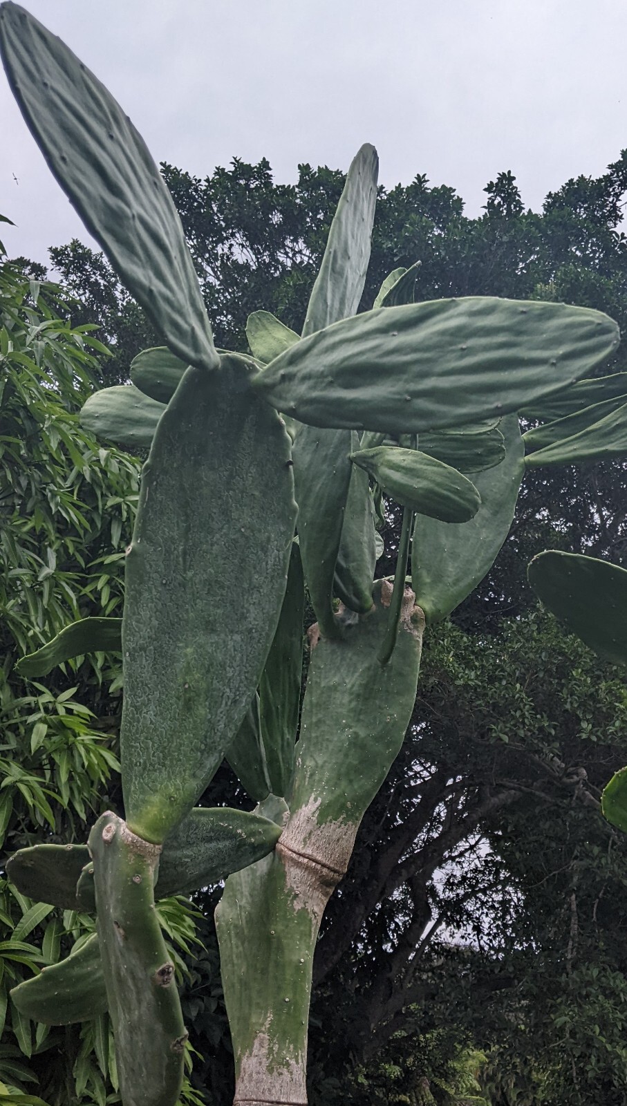 Spineless Thornless Edible, Prickly Pear Cactus, Pad Leaf Cuttings