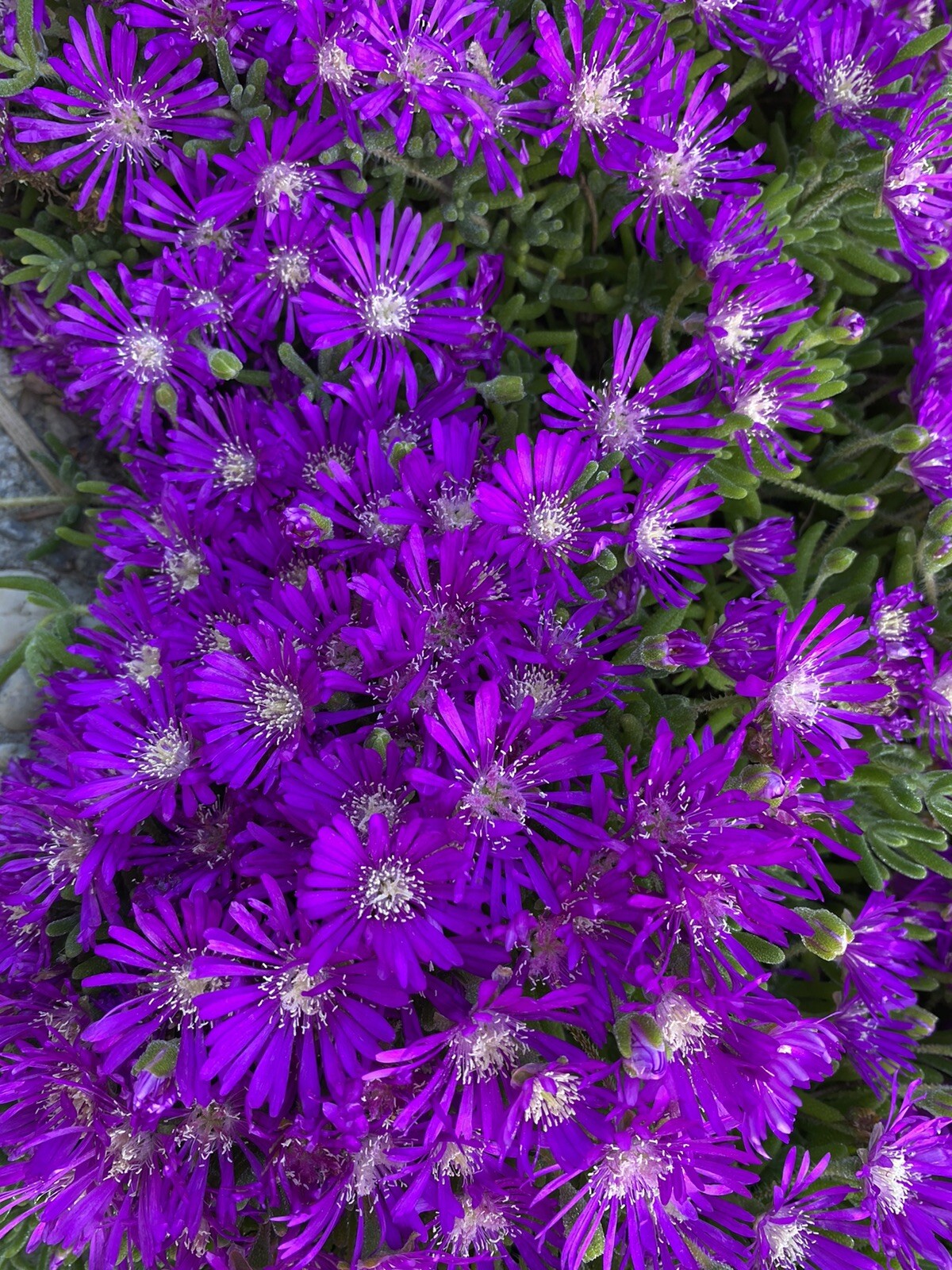 10 cuttings Creeping Ice Plant Purple/Pink Ground Cover RARE Cactus Succulent