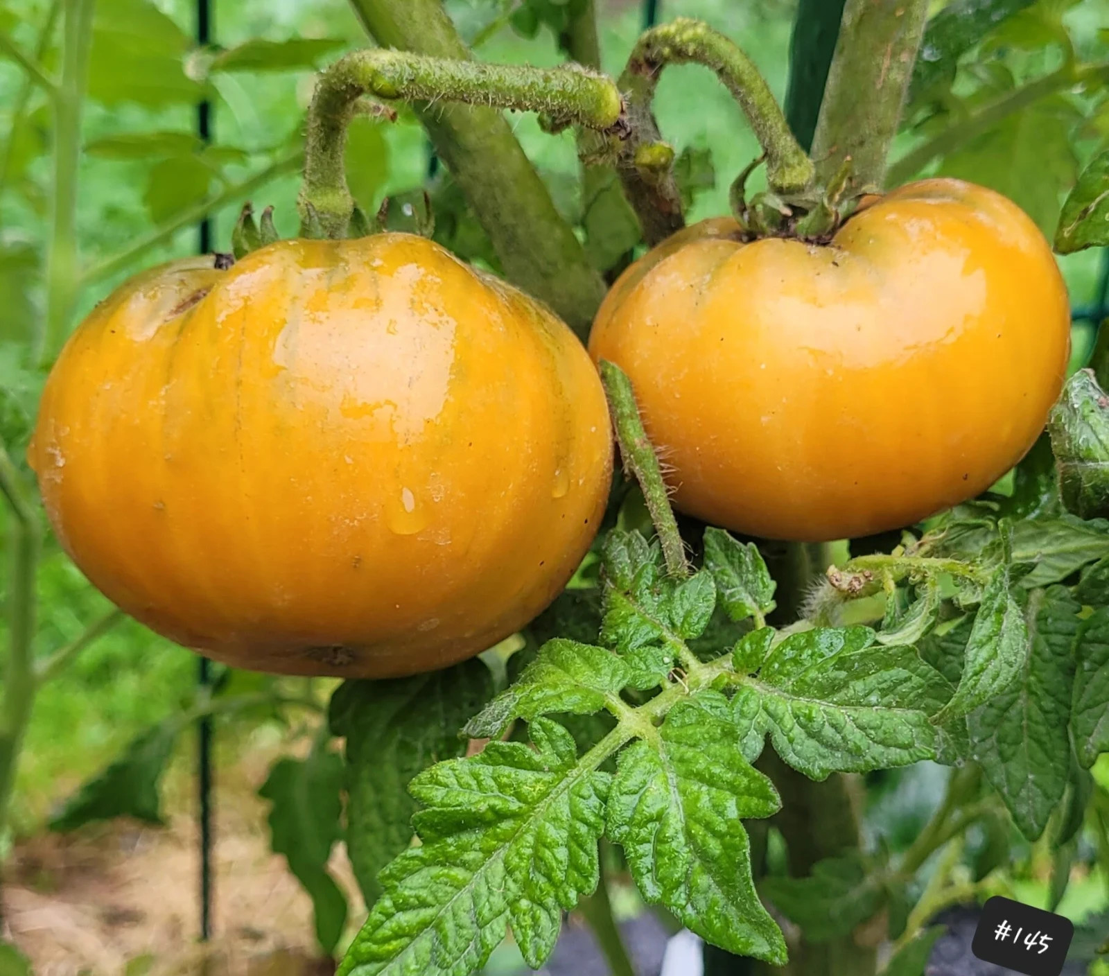 10 seeds Uluru Ochre DWARF Tomato Variety ORGANIC DTP beefsteak