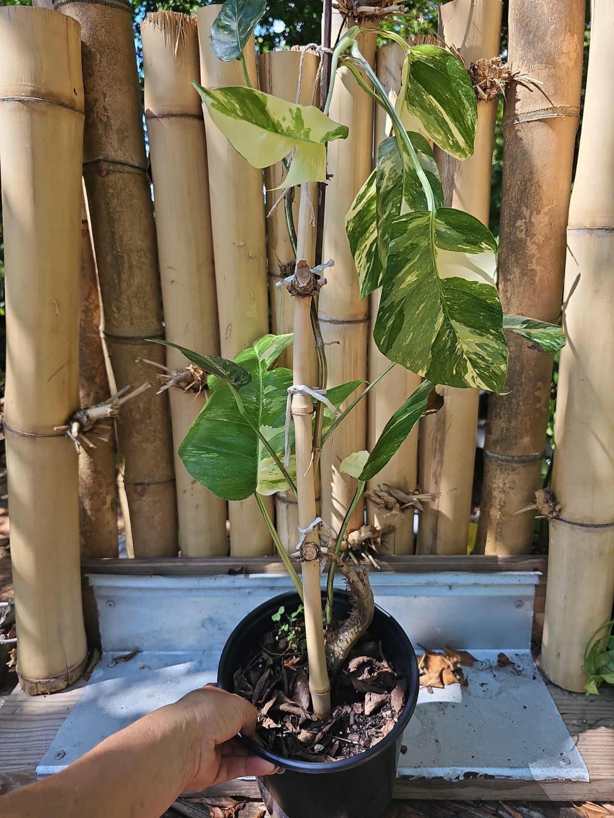 XXL MATURE Epipremnum Pinnatum Albo Variegated Fully Rooted Live Plant