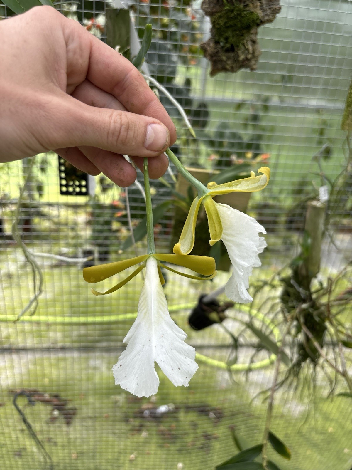 Encyclia mariae In Bloom Choice Fragrant Orchid Species