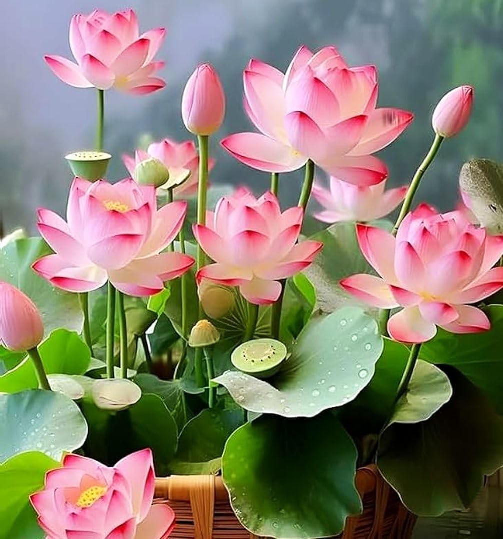 35 Pcs Bonsai Lotus Seeds for Planting Bowl Seeds, Water Lily Pink
