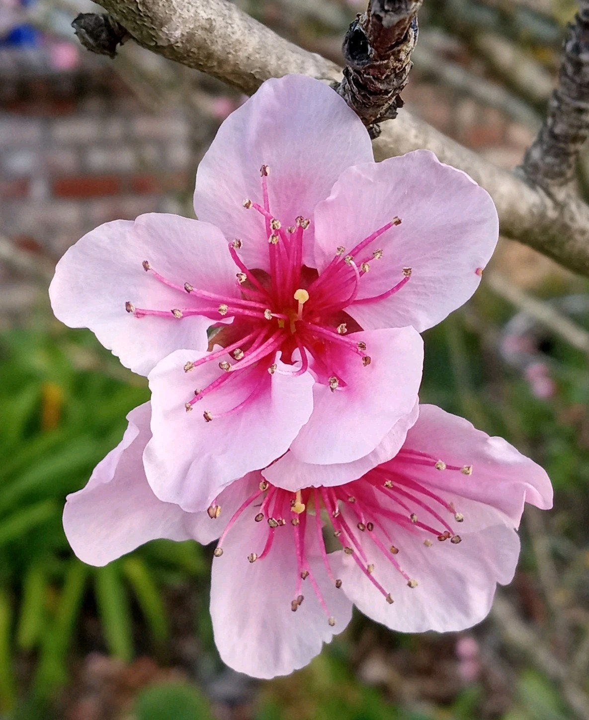 White Flesh Peach China Pearl Variety 有机白肉桃 Organic Live Fruit Tree Plant