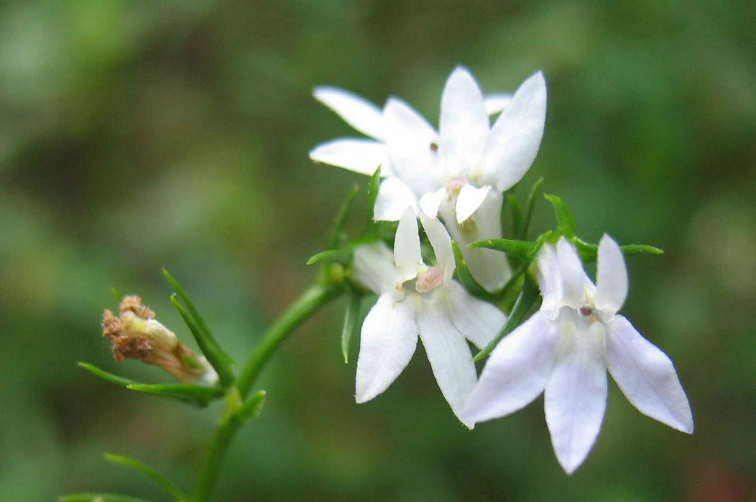 Lobelia spicata | Palespiked-Lobelia | 100_Seeds