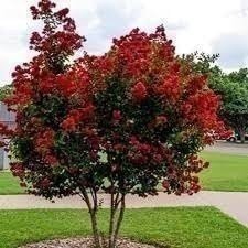 Crape Myrtle Dynamite Red | Extra Large 3 Gallon Plant | Vivid Red Blooms &…