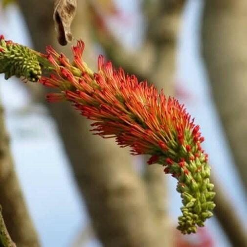 Acrocarpus fraxinifolius | Pink Cedar | Indian Ash | Shingle Tree | 20_Seeds